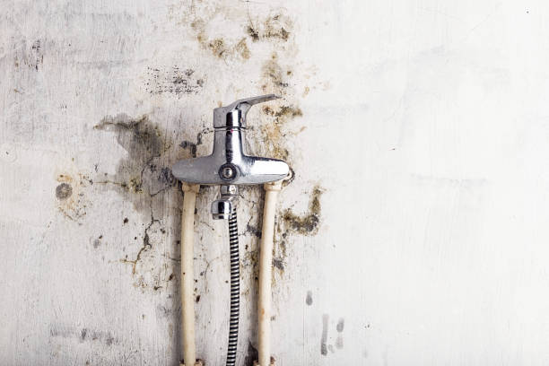 Best Mold Removal Company Near Me  in Alexandria, LA