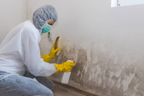 Best Black Mold Removal  in Alexandria, LA