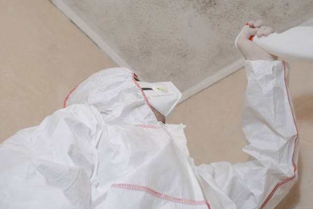 Office Mold Removal Services in Alexandria, LA
