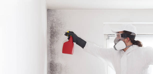 Best Fast Mold Removal  in Alexandria, LA