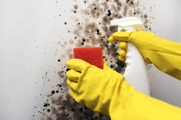 Best Certified Mold Removal  in Alexandria, LA