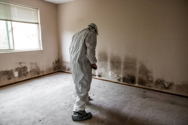 Professional Mold Removal in Alexandria, LA