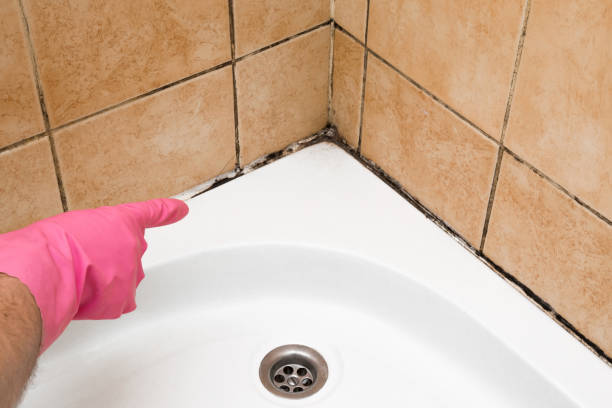 Professional Mold Removal in Alexandria, LA