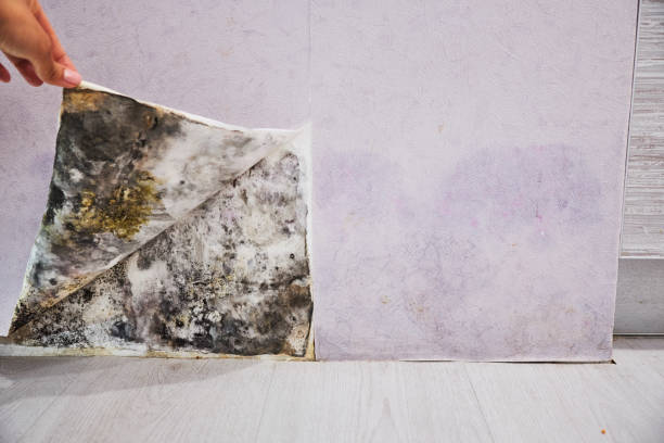 Best Mold Testing  in Alexandria, LA